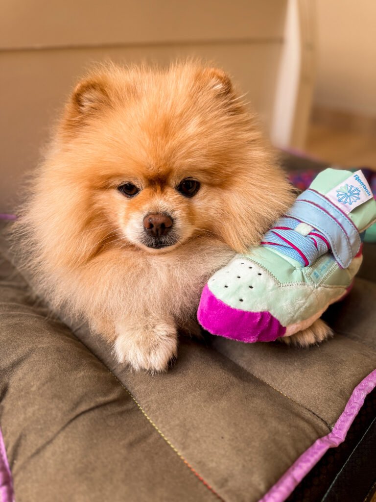 Luna Bella - Collab ZeeDog e  Reebok