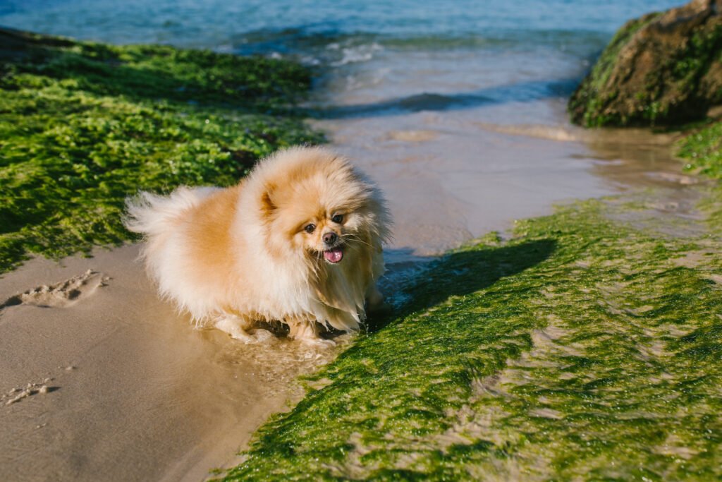 Cachorra Luna Bella na Praia do Arpoador