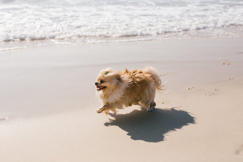 Cachorra Luna Bella, lulu da pomerânia, correndo na Praia do Diabo, Rio de Janeiro