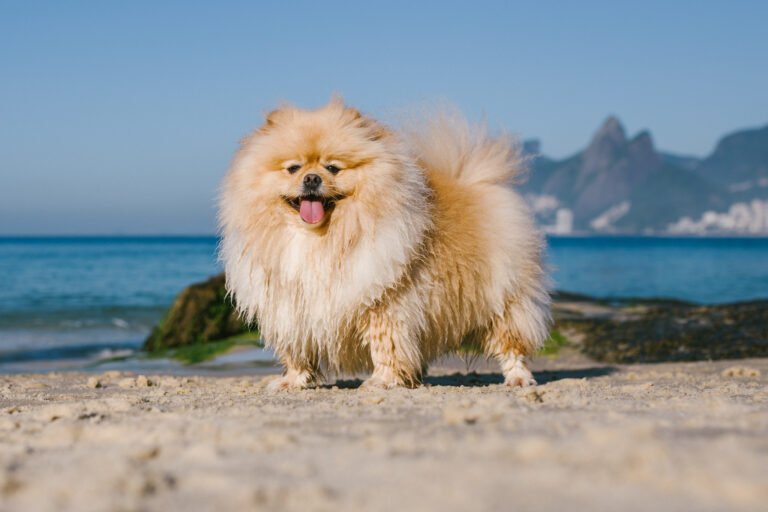 Spitz alemão, lulu da pomerania na praia