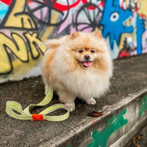 Luna, uma Spitz Alemã (Lulu da Pomerânia) do Rio de Janeiro