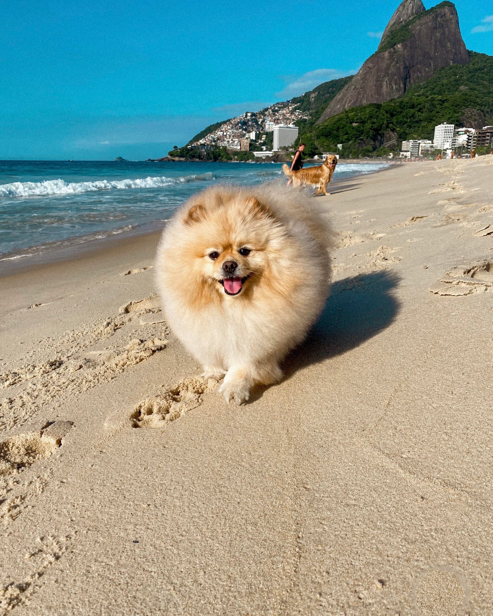 Luna, a Lulu da Pomerânia