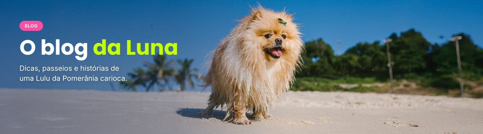 Luna, uma Lulu da Pomerânia, caminhando na praia. O blog da Luna: dicas, passeios e histórias de uma Lulu da Pomerânia carioca.